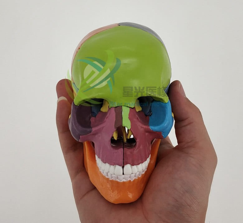 Puzzle 3d skull