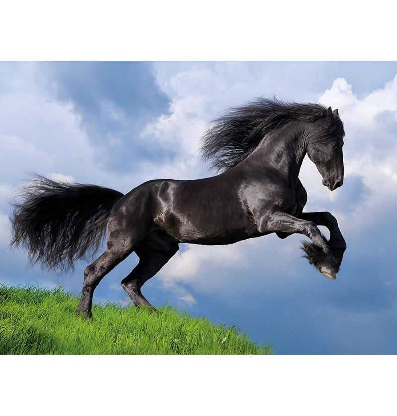 Puzzle 500 pièces cheval