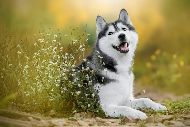 Husky puzzle