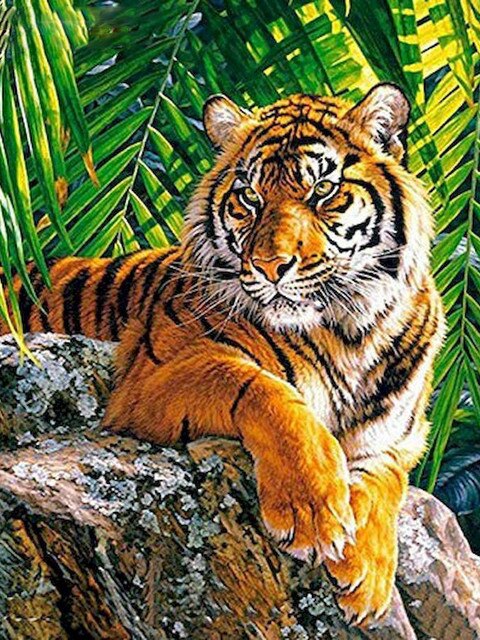 Puzzle tigre 500 pieces