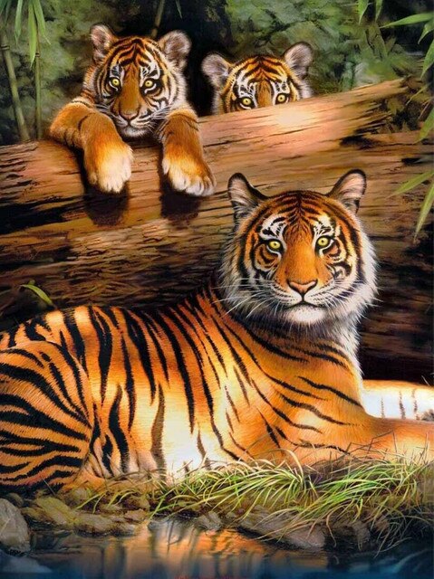 Puzzle tigre 500 pieces