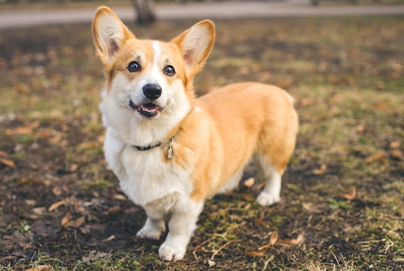 Puzzle 1000 pieces corgi