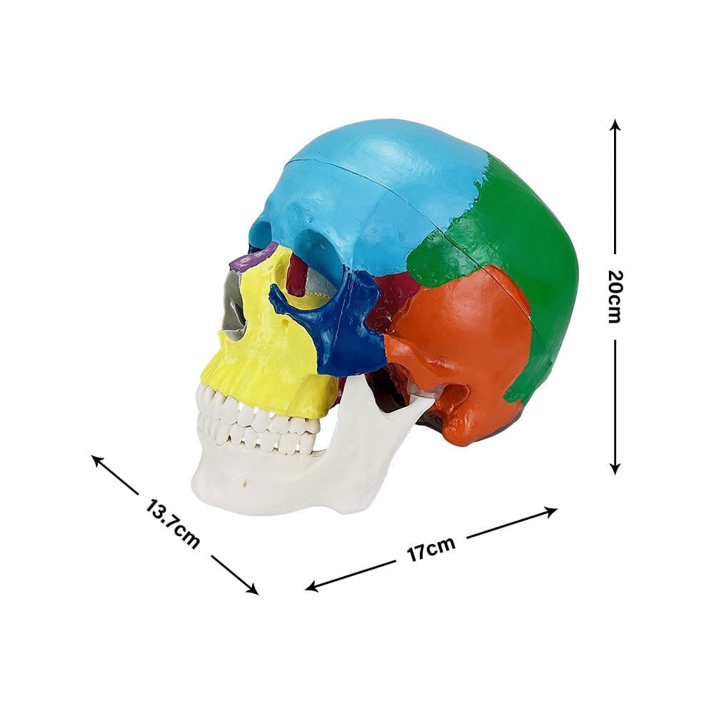 Puzzle 3d tête de mort