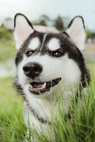 Puzzle husky 1000 pieces