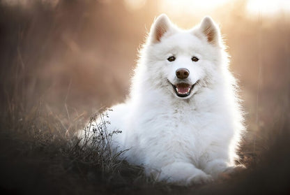 Puzzle samoyede