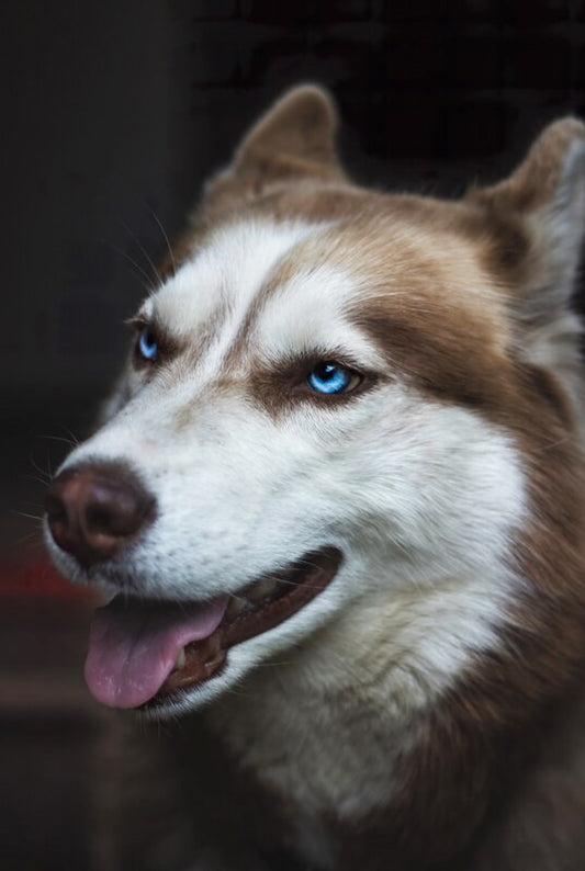 Puzzle husky sibérien