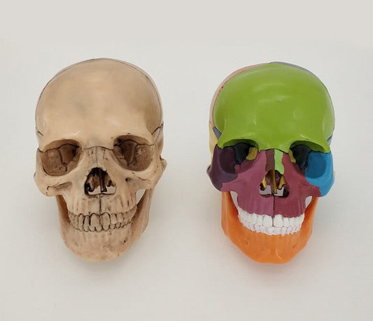 Puzzle 3D Skull en pvc