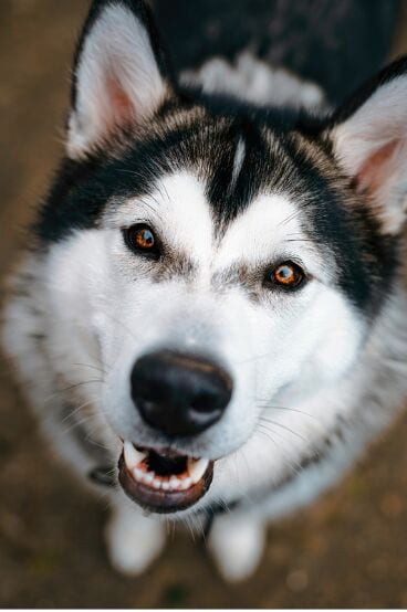 Puzzle Adulte d'un Husky